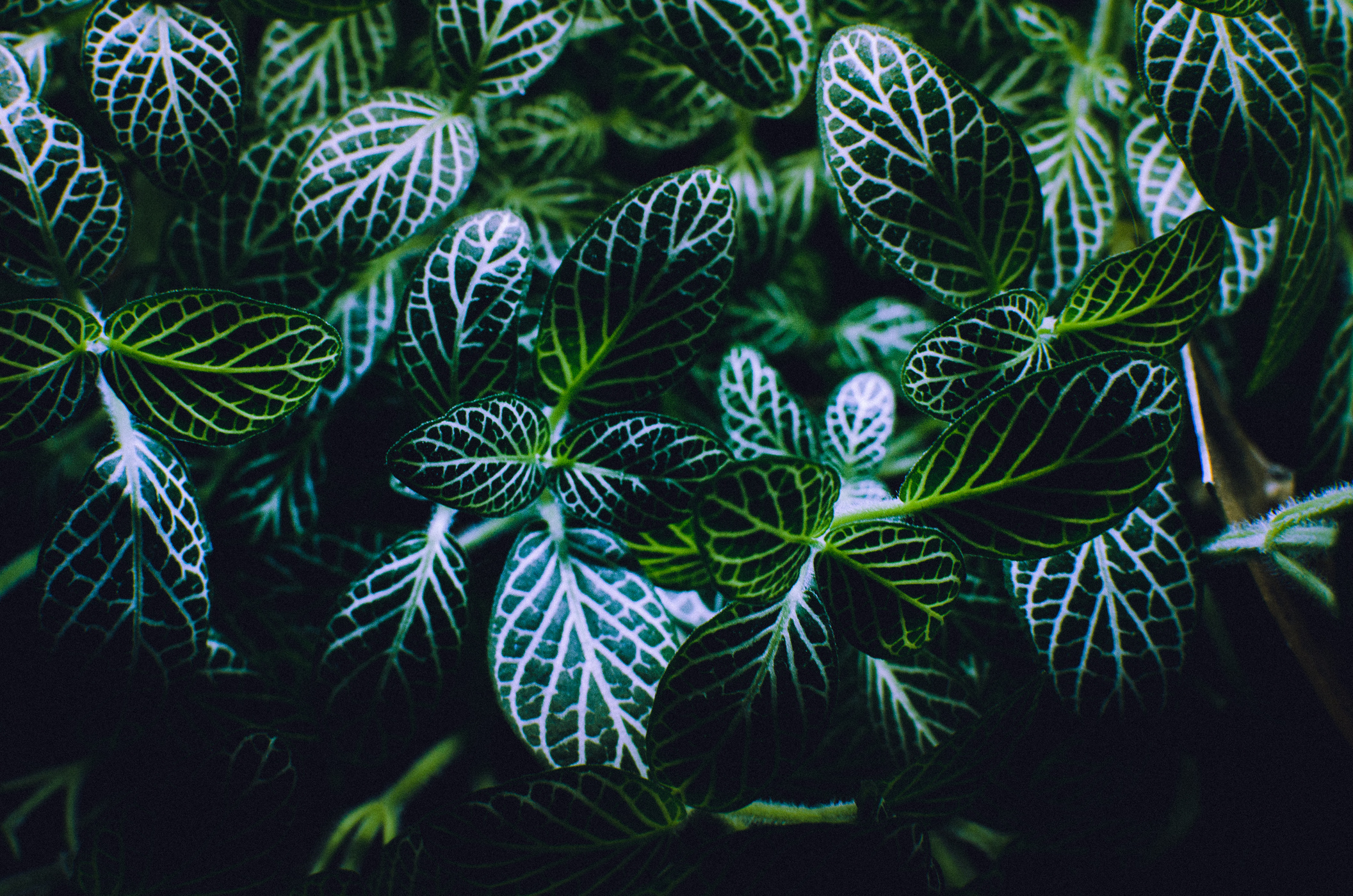 greenery