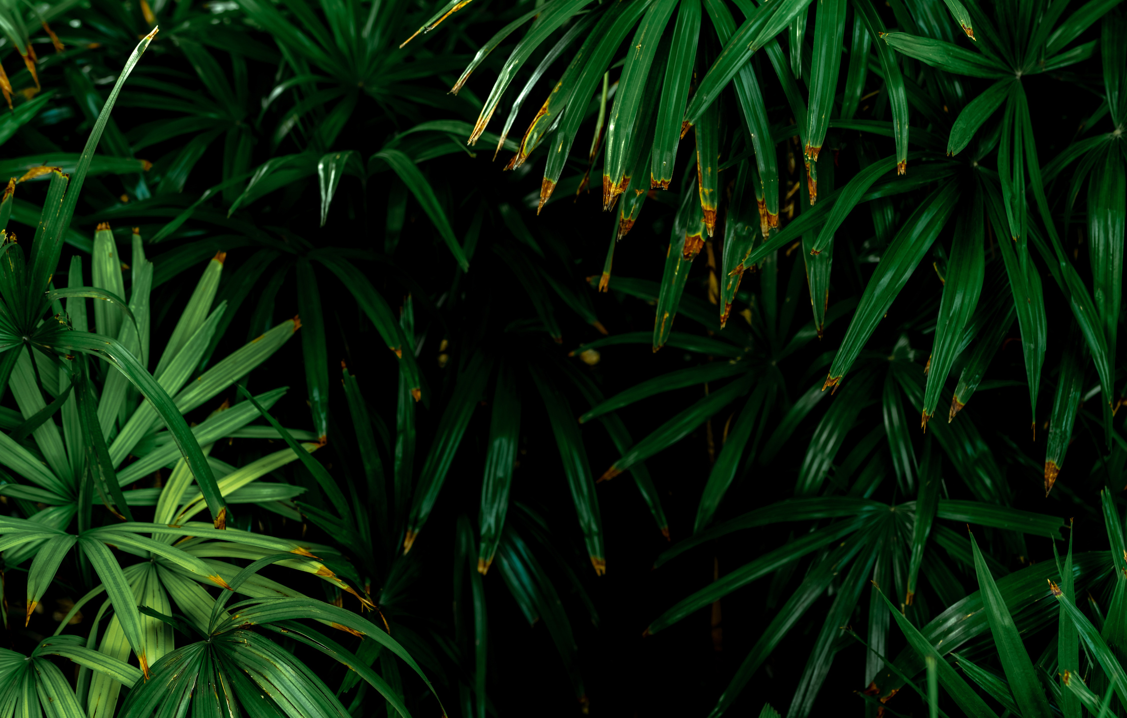 Lush Greenery Background 