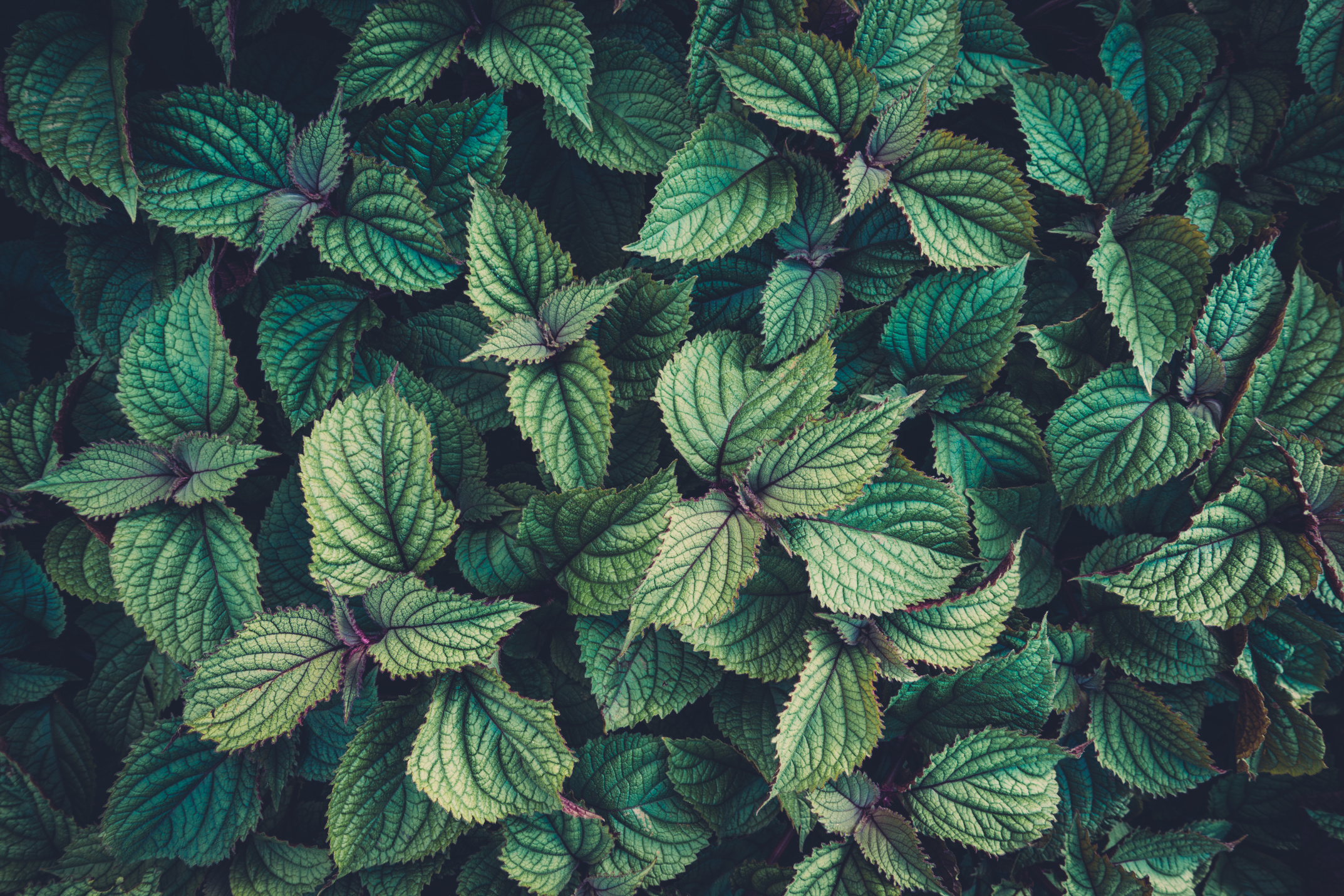 Dark Greenery